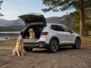 Dog Car Safety